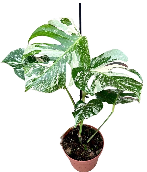 <h4>Monstera Variegata</h4>