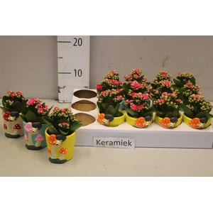 ARR KALANCHOE