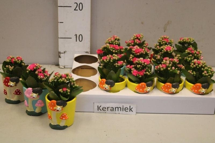 <h4>ARR KALANCHOE</h4>