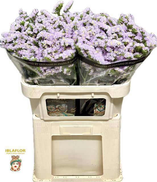 <h4>LIM S SUNDAY PINK</h4>