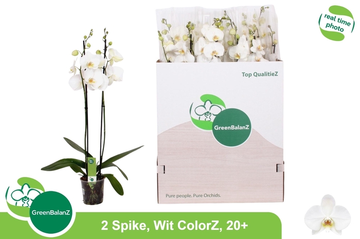 <h4>PHAL OV WIT</h4>