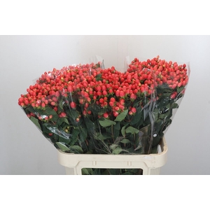 HYPERICUM INOD. 'MAGICAL ROY PRINC'