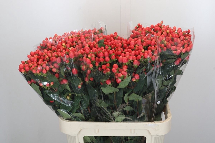 <h4>HYPERICUM INOD. 'MAGICAL ROY PRINC'</h4>