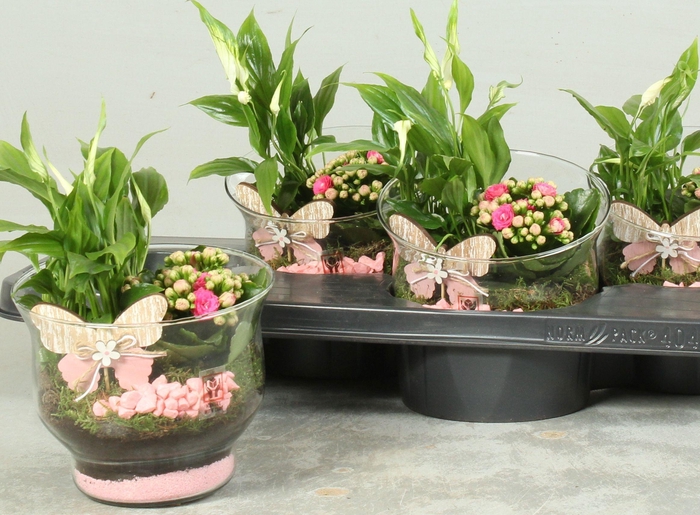 <h4>ARR KAMERPL</h4>