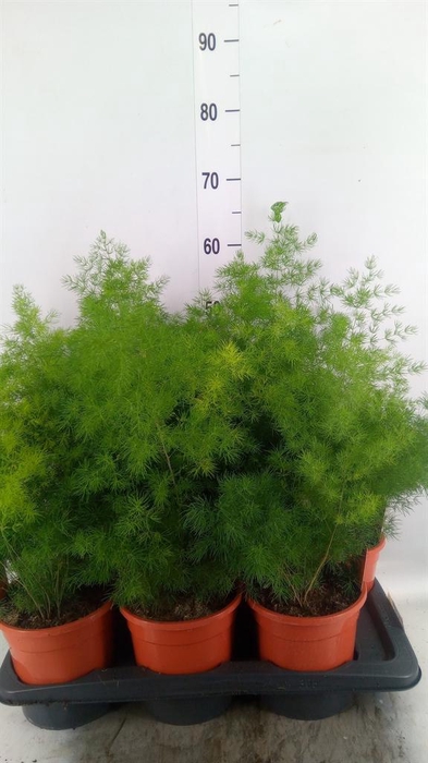 <h4>Asparagus umbellatus</h4>