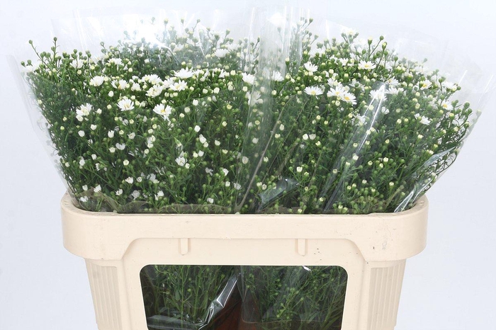 <h4>Aster Paquita</h4>