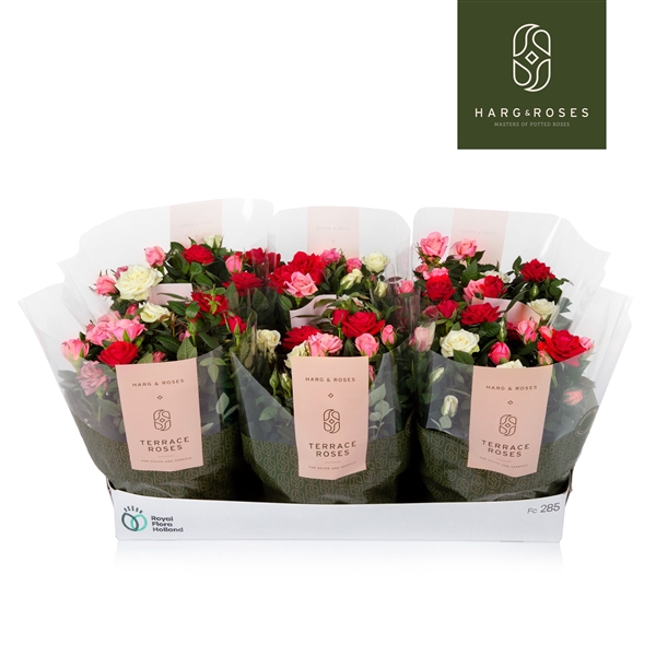 <h4>Rosa Kordana Schaal Carnaval (3 Kleuren Mix)</h4>
