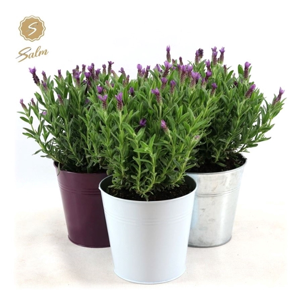 <h4>Lavandula st. 'Anouk'® Collection P15 in Zinc Mix</h4>