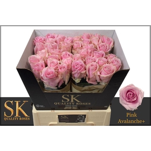 Rosa large pink avalanche+