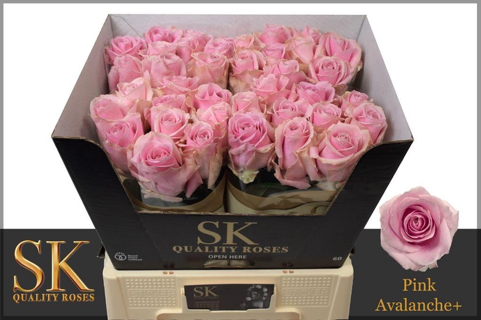 <h4>Rosa large pink avalanche+</h4>