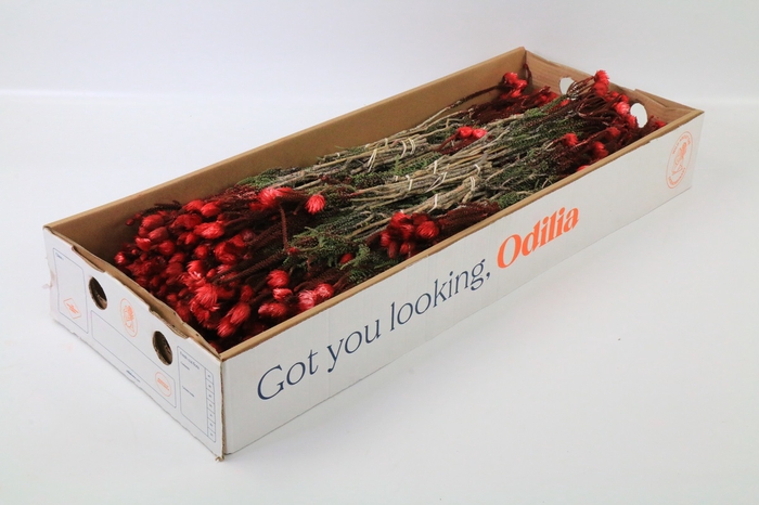 <h4>Kaaps Groen Phaenocoma Red</h4>