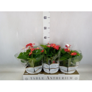 Anthurium andr. 'Royal Champion'