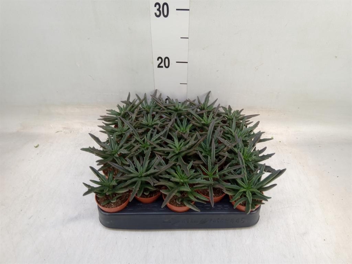 <h4>Succulents   ...</h4>