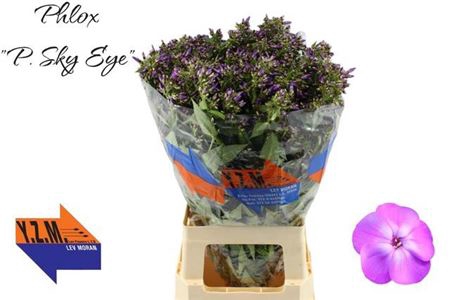 <h4>Phlox P Sky Eyes</h4>