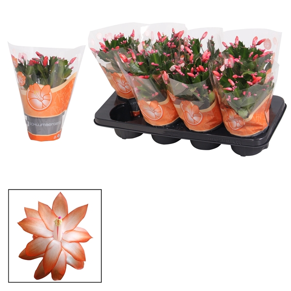 <h4>Schlumbergera - 13 cm - Orange (Vida)</h4>