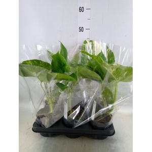 Monstera delic. 'Variegata'