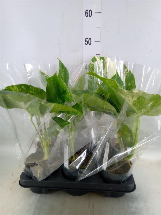 <h4>Monstera delic. 'Variegata'</h4>