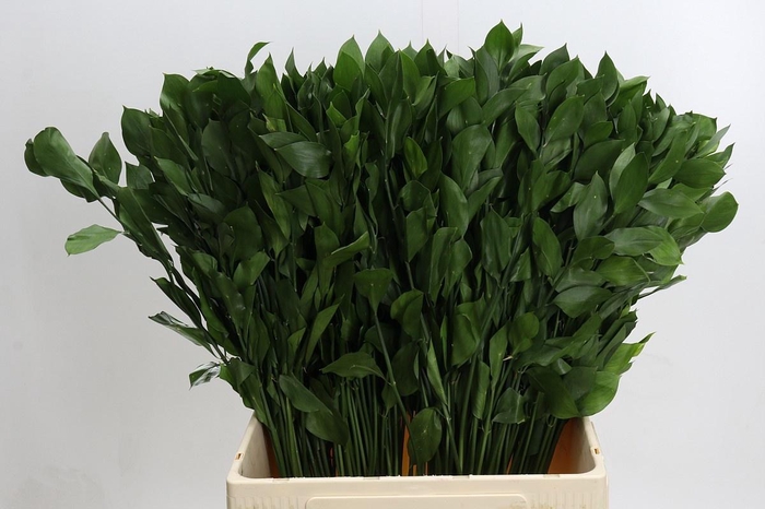 <h4>RUSCUS HYPOPHYLLUM</h4>