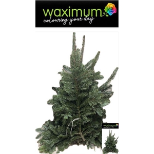 Abies Nordman per Kilo