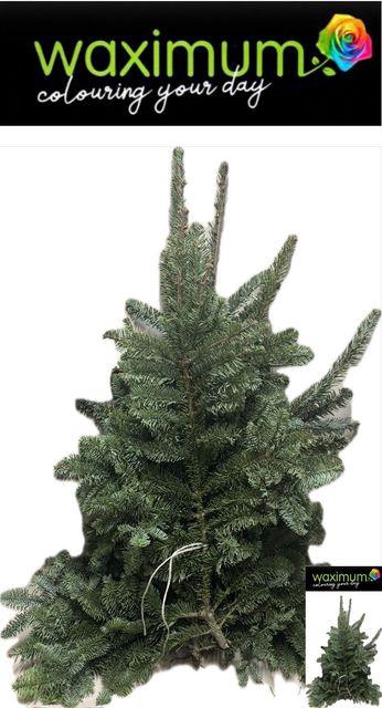 <h4>Abies Nordman per Kilo</h4>