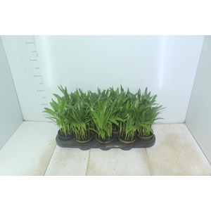 ARECA BAMBU P11