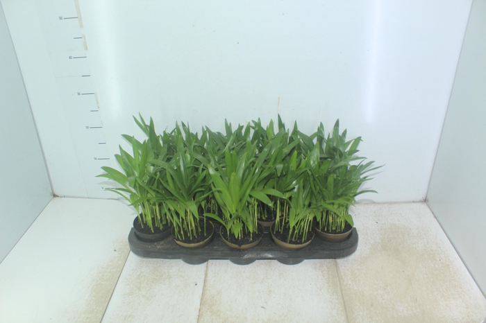 <h4>ARECA BAMBU P11</h4>