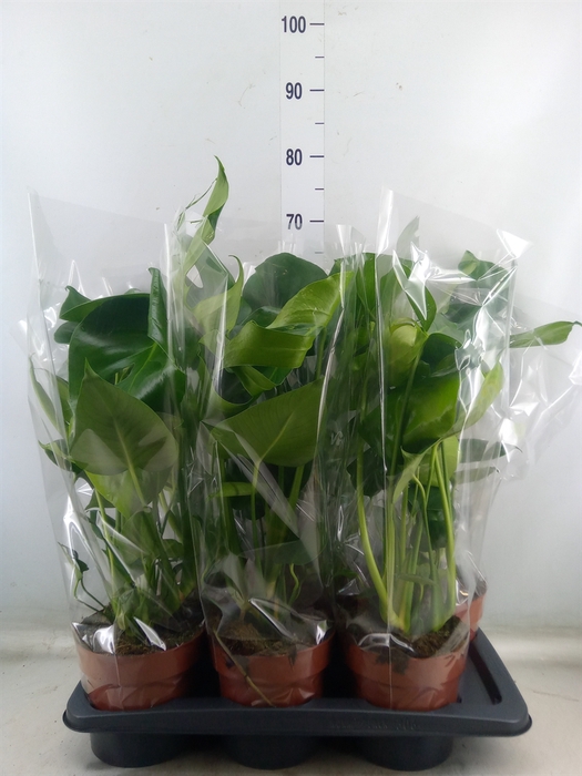 <h4>Monstera delic.</h4>