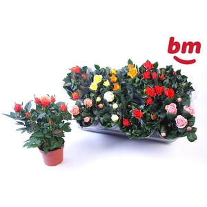 RO B MONDE GEM 6 SRT