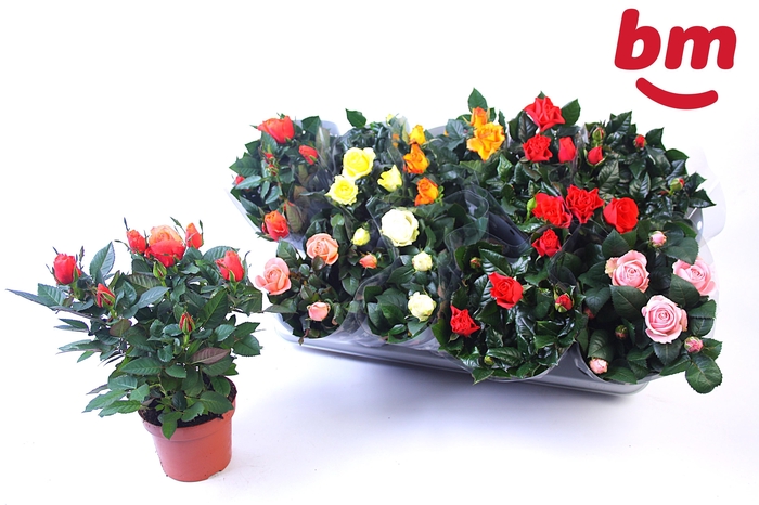 <h4>RO B MONDE GEM</h4>