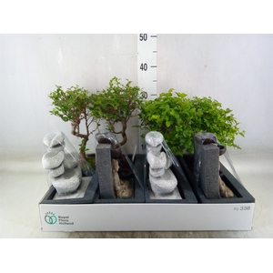 Bonsai   ...mix