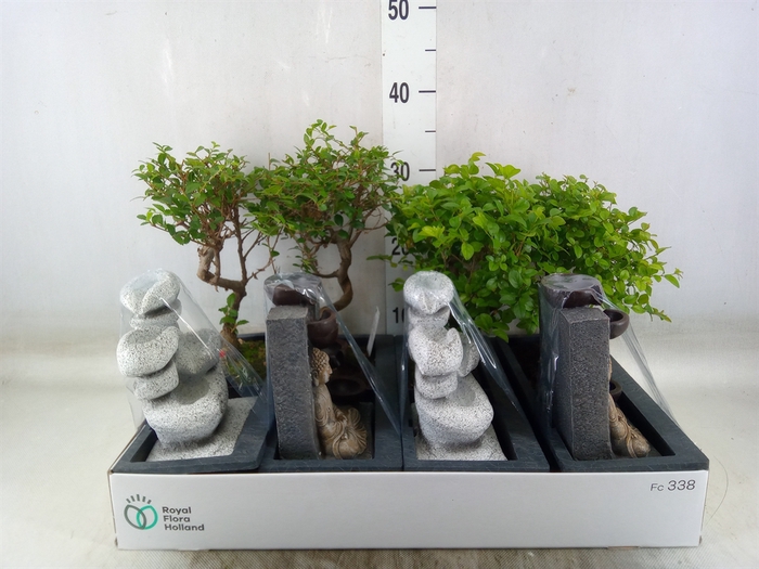 <h4>Bonsai   ...mix</h4>