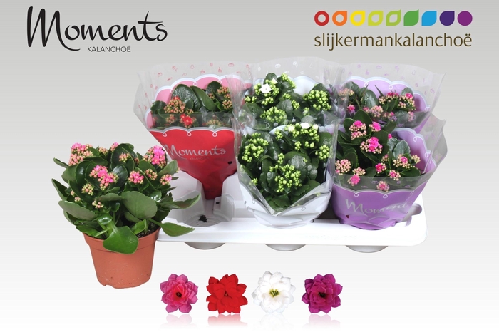 <h4>KAL GE GEM 4 KL</h4>