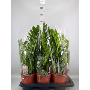 Zamioculcas zamiifolia 'Pixie'