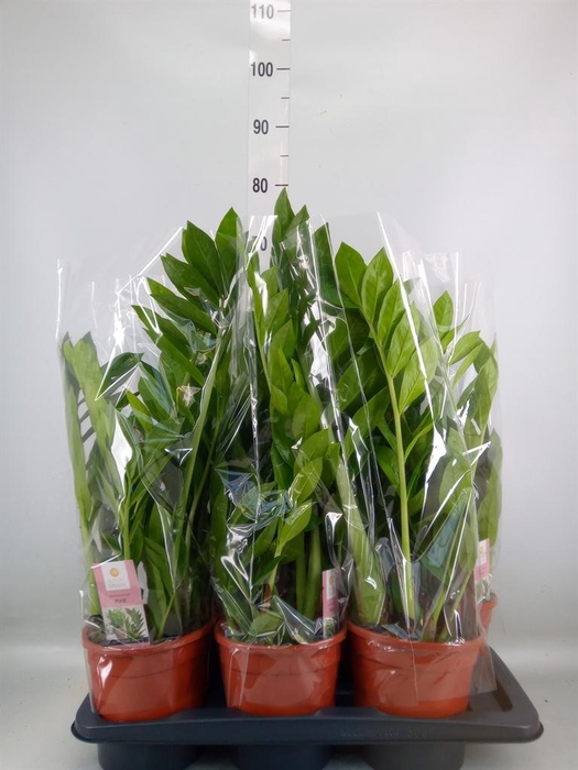 <h4>Zamioculcas zamiifolia 'Pixie'</h4>