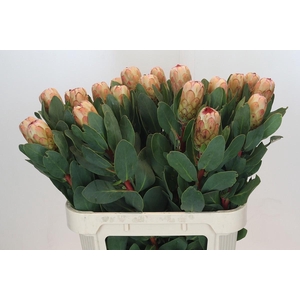PROTEA GRANDICOLOR