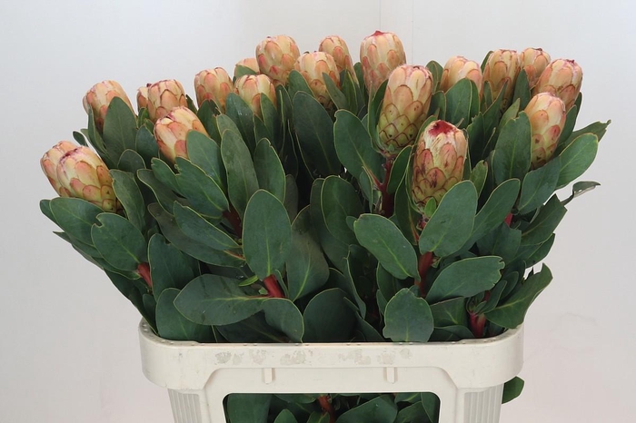 <h4>PROTEA GRANDICOLOR</h4>