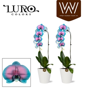 ARR ORCHIDEE