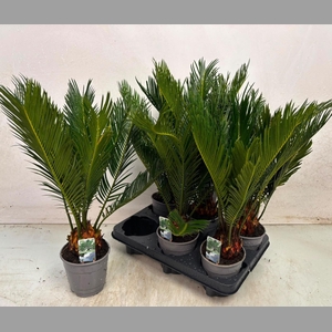 CYCAS REVOLUTA