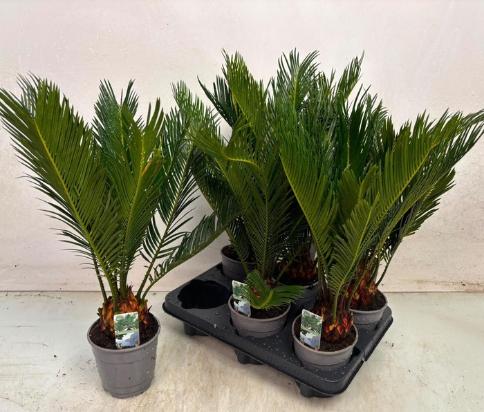 <h4>CYCAS REVOLUTA</h4>