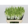 Antirrhinum Potomac White