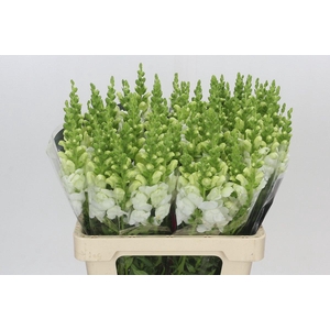 Antirrhinum Potomac White