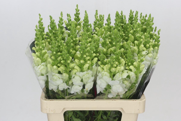 Antirrhinum Potomac White