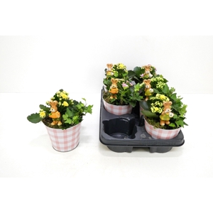 ARR KALANCHOE