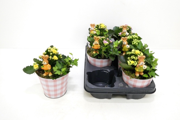 <h4>ARR KALANCHOE</h4>