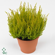 Erica gracilis 'Bea Queen Kicrem'