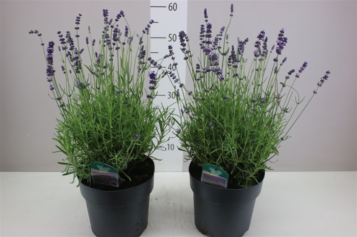 <h4>Lavandula An Hidcote</h4>