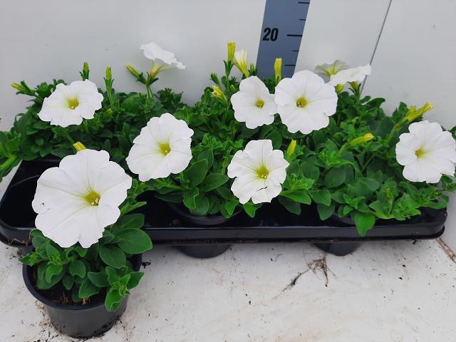 <h4>PET GO!TUNIA WHITE</h4>