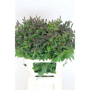 Mentha R Purple Sensation