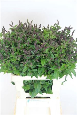 <h4>Mentha R Purple Sensation</h4>