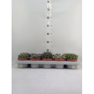 Echeveria   ...mix
